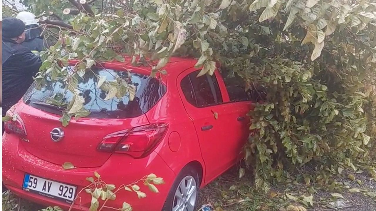 Ağaç 3 otomobilin üzerine devrildi