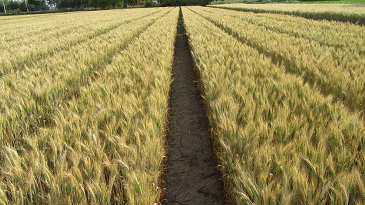 Buğday verimini ilkbahar yağışları arttıracak