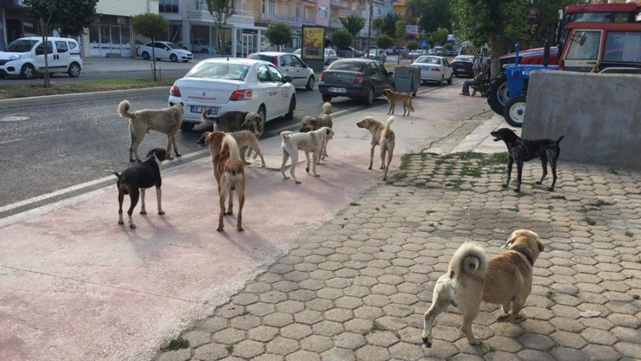 Çorlu Belediyesinden toplanan köpeklerle ilgili açıklama