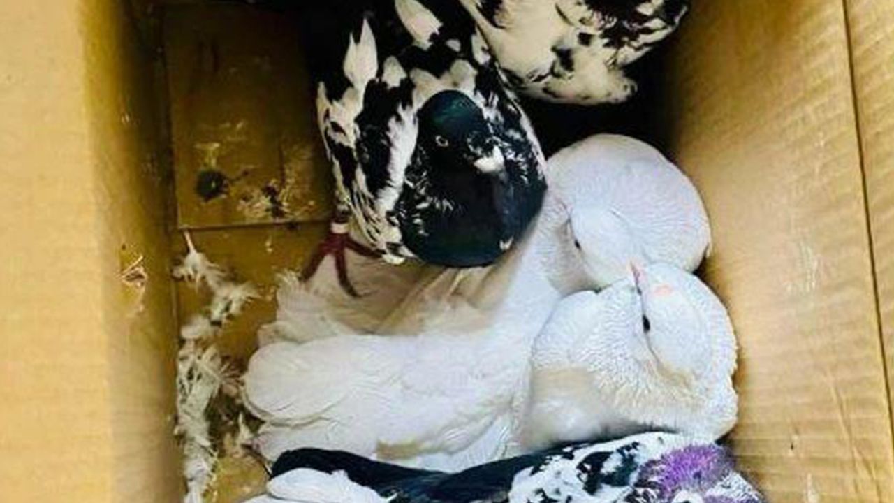 12 güvercin Türkiye'ye kaçak getirildi