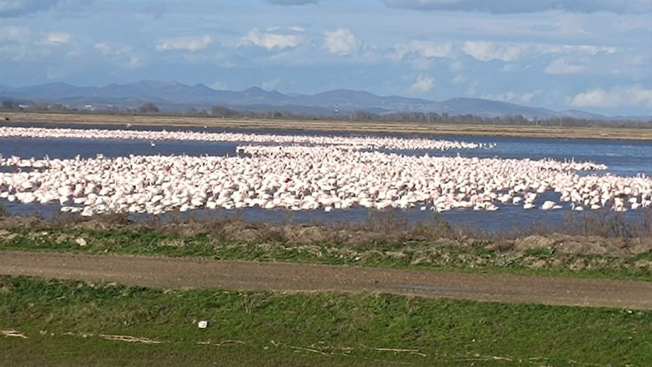 Flamingo ve kuğular İpsala'da konaklıyor
