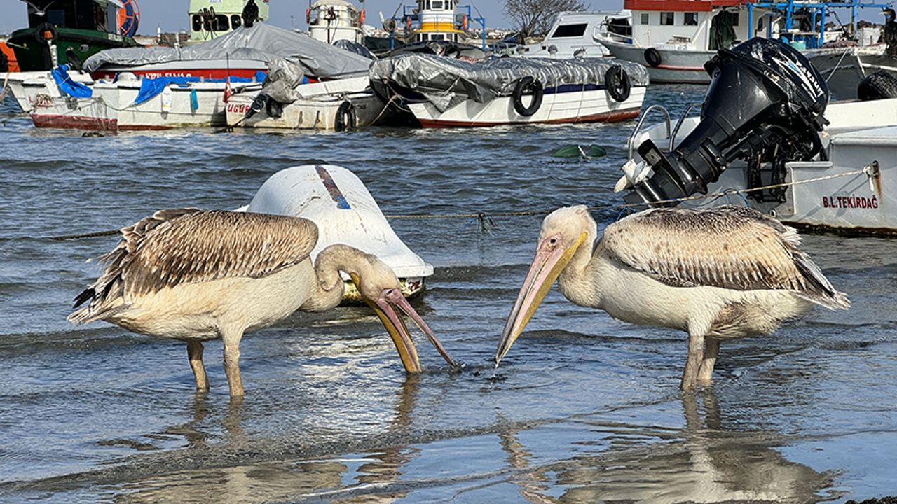 Göç yolunda Tekirdağ'da mola veren iki pelikan, insan sevgisine aldandı