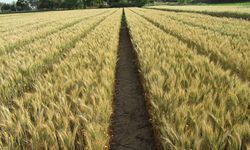 Buğday verimini ilkbahar yağışları arttıracak