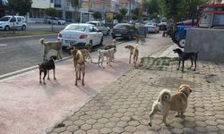 Çorlu Belediyesinden toplanan köpeklerle ilgili açıklama