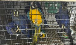 124 kaçak cins  kuş ele geçirildi