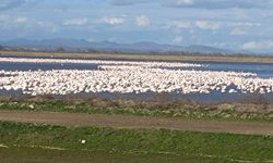 Flamingo ve kuğular İpsala'da konaklıyor