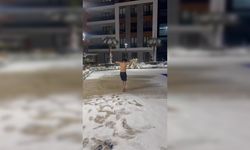 Karda buz gibi suya atladı