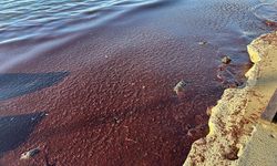 Tekirdağ kıyıları kırmızı yosunla kaplandı