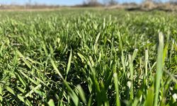 Kış kuraklığı buğdayın gelişimini olumsuz etkileyebilir