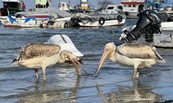 Göç yolunda Tekirdağ'da mola veren iki pelikan, insan sevgisine aldandı