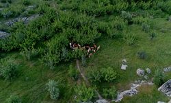 Kaybolan hayvanlar dron yardımıyla bulundu