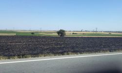 Ergene'de tarla yangını:  100 dekar buğday ekili alan zarar gördü