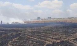 Çorlu'da 600 dekarlık buğday ekili alan yandı