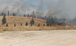 50 dekar tarım arazisi ve tarlalardaki ağaçlar yangında zarar gördü