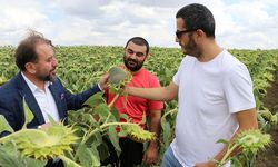 Yerli hibrit ayçiçeği tohumunda Trakya’nın başarısı