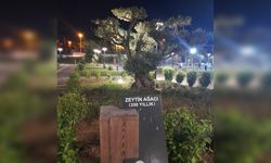 350 yıllık zeytin ağacı zamana direniyor