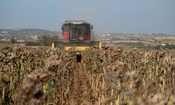 Tekirdağ'da ayçiçeği tarlalarında hasat zamanı