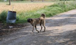 Çöplükte ölü kedi ve köpekler bulundu