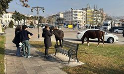 Başıboş atlar parkı mesken tuttu