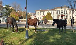 Şehir merkezinde gezen başıboş atlar ilgi odağı oldu