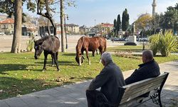 Süleymanpaşa’da Parkta İlginç Misafirler