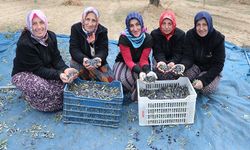 Zeytin hasadı için Trabzon'dan Tekirdağ'a geldiler