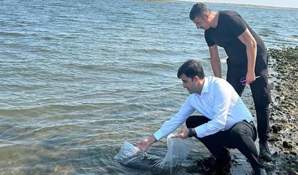 İpsala'da 400 bin sazan balığı yavrusu gölete bırakıldı