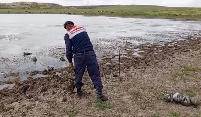 Gölete bırakılan maket ördekler toplandı
