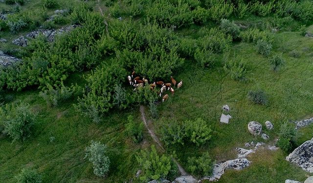 Kaybolan hayvanlar dron yardımıyla bulundu