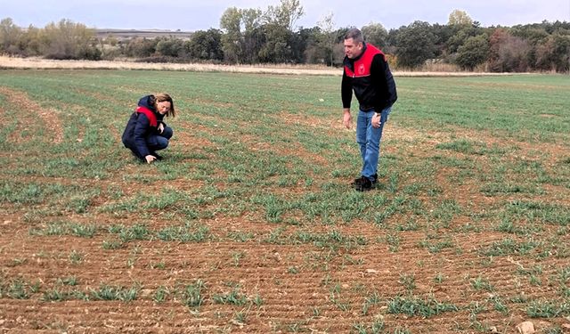 Buğday ve kanola ekili alanlar kontrol edildi