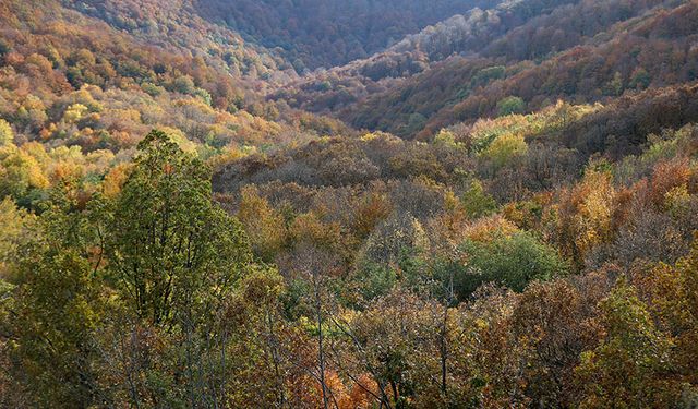 Istranca ormanlarında sonbahar dokusu