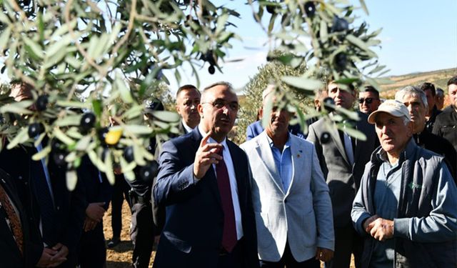 Vali Soytürk zeytin hasadına katıldı