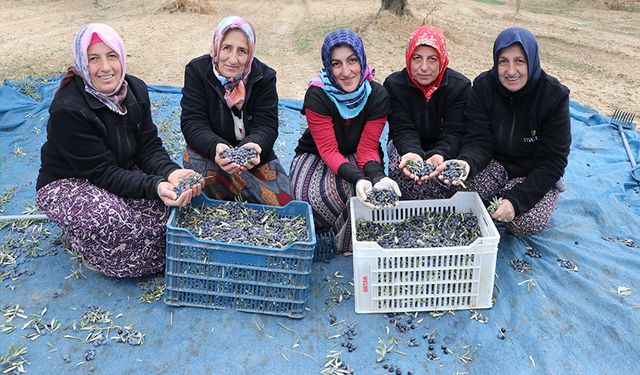 Zeytin hasadı için Trabzon'dan Tekirdağ'a geldiler