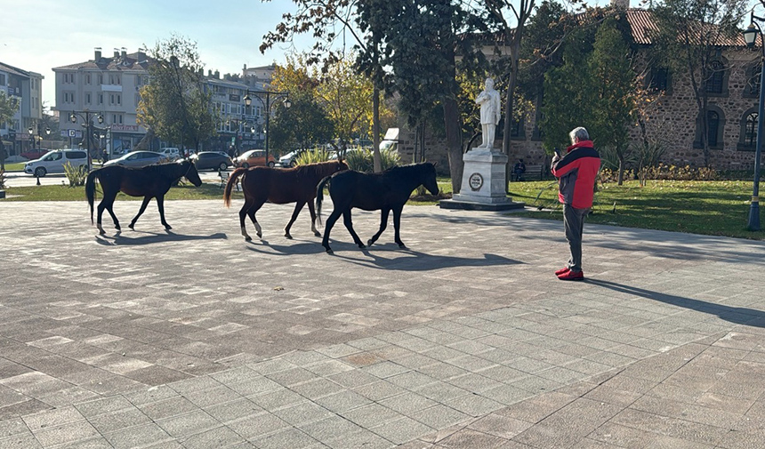 Trakyagazetesi Şehir Merkezinde Gezen Başıboş Atlar Ilgi Odağı Oldu2